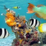 Mergulho em cozumel mexico